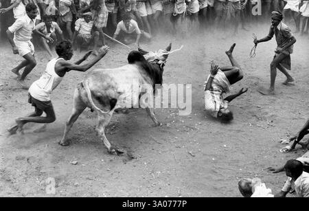 Jallikattu Bull apprivoiser dans le festival pongal, Alanganallur, Madurai, Tamil Nadu, Inde, Asie Banque D'Images