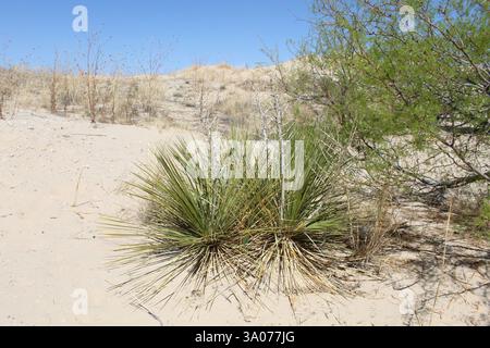 Deux plantes de yucca des plaines et un arbre mesquite au miel sur une dune de sable au printemps au Monahans Sandhills State Park au Texas Banque D'Images