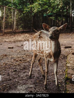 Un cerf tacheté debout dans la forêt, mettant en valeur la beauté de la faune dans son habitat naturel. Banque D'Images