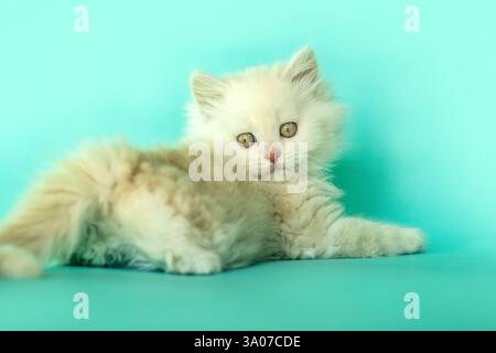 Un chaton croisé ragdoll au gingembre mignon joue devant un fond de studio bleu Banque D'Images
