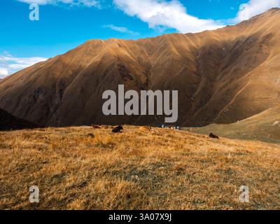 Troupeau de vaches couché sur les collines d'automne sur fond de ciel bleu journée ensoleillée, vue à pied à Juta, Géorgie. Couleurs vertes, brunes et jaunes de l'herbe sur le petit m Banque D'Images