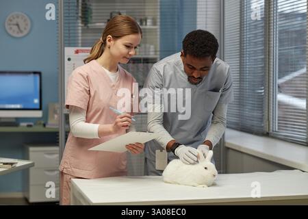 Plein plan moyen de vétérinaire mâle noir effectuant un examen physique sur un petit lapin mignon tandis que l'assistante féminine écrivant des notes sur le presse-papiers à l'hôpital pour animaux Banque D'Images