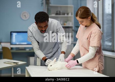 Plan plein moyen de médecin vétérinaire mâle noir portant des gommages et des gants de vinyle effectuant un examen physique de routine sur le lapin avec une assistante féminine à l'hôpital pour animaux Banque D'Images