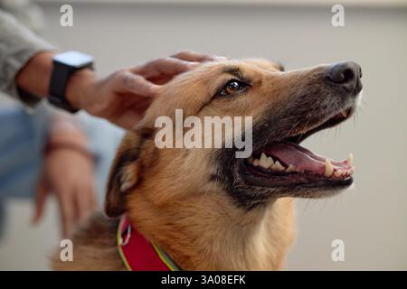 Portrait de chien de race mixte heureux assis à l'intérieur avec la bouche légèrement ouverte appréciant d'être caressé par le propriétaire mâle Banque D'Images