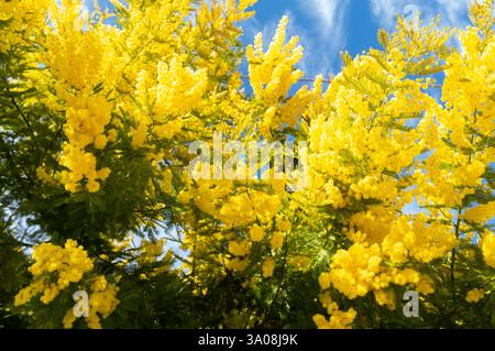 Les fleurs de mimosa jaune vif sont regroupées sur des branches délicates contre un ciel bleu clair Banque D'Images