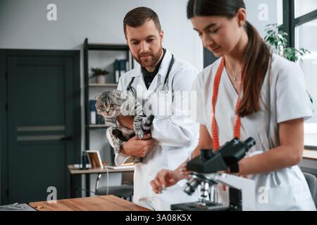 La femme travaille avec des éprouvettes. Les médecins masculins et féminins prennent soin du chat tabby gris écossais plié dans la clinique. Banque D'Images