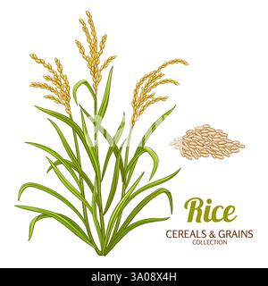 Illustration détaillée de la plante de riz colorée Illustration de Vecteur