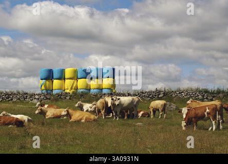 Pâturage des vaches dans un pré devant du fourrage empilé et un ciel nuageux, balle de fourrage en forme de drapeau suédois, Ystad, Skane, Suède, Europe Banque D'Images