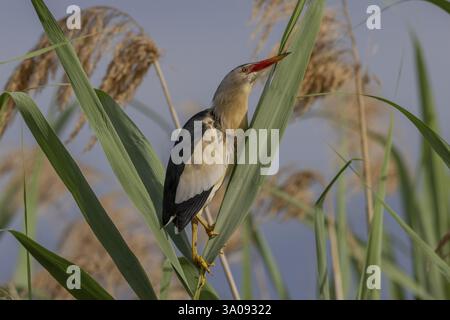 Petite chienne (Botaurus minutus, sur un roseau, lac Kerkini, Grèce, Europe Banque D'Images