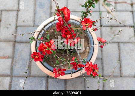 Superbe fleur rouge Chaenomeles Speciosa dans un pot d'argile. Vue de dessus avec mise au point sélective et arrière-plan flou. Banque D'Images