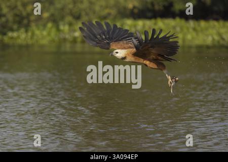 Faucon de poisson (Busarellus nigricollis), avec des poissons, Pantanal, Brésil, Amérique du Sud Banque D'Images