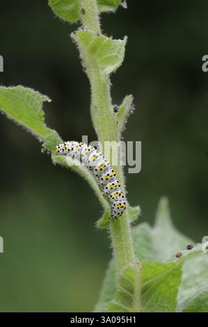 Moine molène (Cucullia verbasci), chenille, larve, papillon, insecte, Waldenburg, Michelfeld, Hohenlohe, Allemagne, Europe Banque D'Images