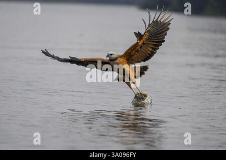 Faucon (Busarellus nigricollis), pêche, Pantanal, Brésil, Amérique du Sud Banque D'Images