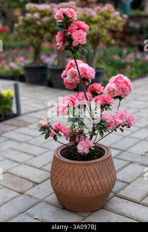 Fleurs d'azalée rose dans un pot décoratif en argile Banque D'Images