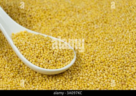 Grains de millet cru bio non cuits dans une cuillère gros plan . Banque D'Images