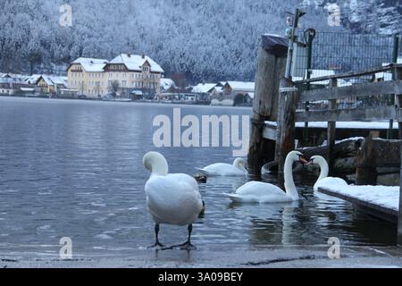 Trois cygnes muets blancs nageant et se tenant dans un village enneigé au bord du lac avec des maisons traditionnelles européennes et des arbres hivernaux givrés en arrière-plan. Banque D'Images