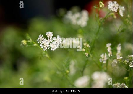 Gros plan de délicates fleurs de coriandre blanche dans un jardin verdoyant Banque D'Images
