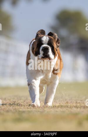 Saint Bernard Running Lure course Sprint Dog Sport Banque D'Images