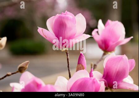 Gros plan de fleurs de magnolia rose aux pétales doux au printemps Banque D'Images
