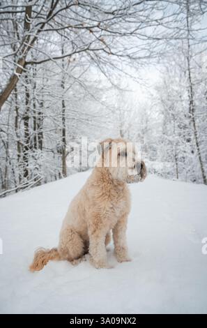 Chien moelleux assis sur un sentier boisé couvert de neige le jour d'hiver. Banque D'Images