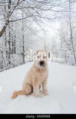 Chien moelleux assis sur un sentier boisé couvert de neige le jour d'hiver. Banque D'Images