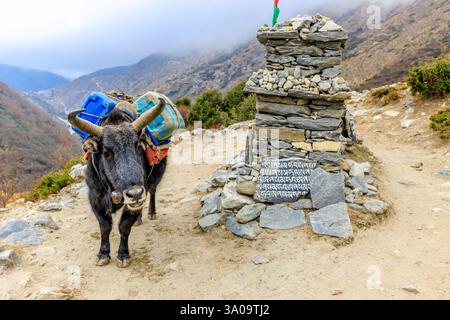 La caravane Yak transporte de lourds sacs avec des trucs au trek du camp de base de l'Everest dans l'Himalaya, au Népal, sur un étroit chemin de montagne par une journée ensoleillée. Transport d'animaux Banque D'Images