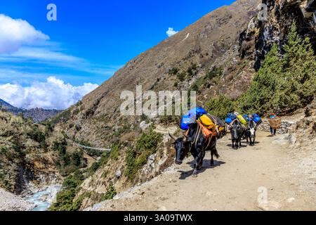 La caravane Yak transporte de lourds sacs avec des trucs au trek du camp de base de l'Everest dans l'Himalaya, au Népal, sur un étroit chemin de montagne par une journée ensoleillée. Transport d'animaux Banque D'Images