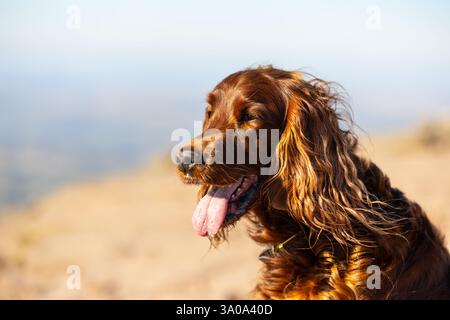 Chien Setter rouge irlandais femelle photographié dans les montagnes du sud du pays de Galles, Royaume-Uni Banque D'Images