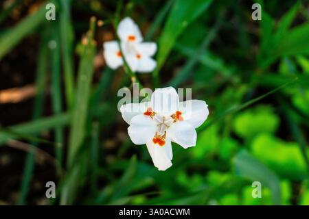 Fleur de lis de quinzaine ou lis africain (Dietes Iridioides) avec pétales blancs et orange dans un beau jardin Banque D'Images