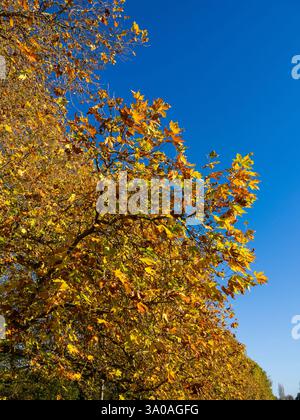En regardant vers le haut. Acer pseudoplatanus, Sycamore, arbre Sycamore, feuilles d'automne, Caversham, Reading, Berkshire, Angleterre, Royaume-Uni, GB. Banque D'Images