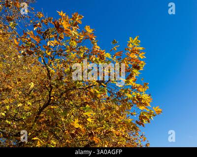 En regardant vers le haut. Acer pseudoplatanus, Sycamore, arbre Sycamore, feuilles d'automne, Caversham, Reading, Berkshire, Angleterre, Royaume-Uni, GB. Banque D'Images