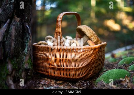 Panier en osier rempli de champignons porcini fraîchement récoltés près d'un pin mousselé dans la forêt d'automne. Boletus edulis butinage Banque D'Images