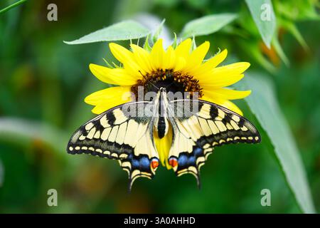 Gros plan d'un papillon Swallowtail vibrant perché sur une fleur jaune vif. Photographie macro de la faune Banque D'Images