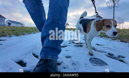 Une promenade avec un chien dans un paysage enneigé. Chien en promenade avec son maître. Campagne enneigée et chien en laisse. Beagle renifle la neige. Concept de Banque D'Images