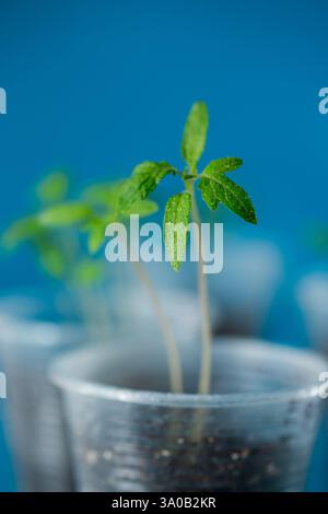 plusieurs tasses avec de la terre et de jeunes plants de tomates. Banque D'Images