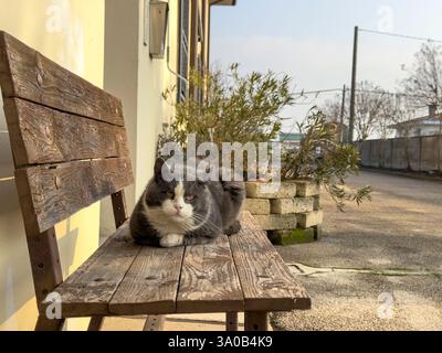 Chat gris et blanc reposant confortablement sur un banc en bois altéré, se prélassant dans le chaud soleil de l'après-midi près d'un petit olivier, entouré d'un charmin Banque D'Images