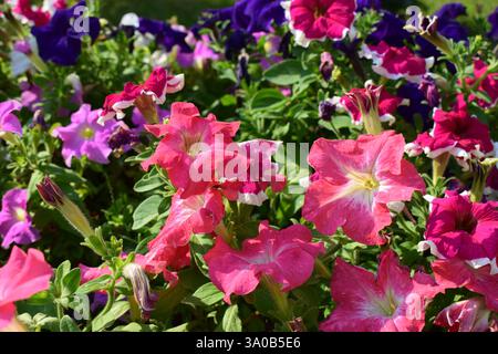 Un parterre de fleurs rempli de différentes couleurs de pétunias. Les fleurs sont en pleine floraison, affichant des nuances de blanc, rouge, rose, violet, lilas. La verdure Banque D'Images