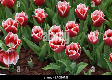 Un champ vibrant de tulipes rouges aux bords blancs, serrés contre des feuilles vertes. Les fleurs sont en pleine floraison, créant un contraste saisissant avec le f vert Banque D'Images