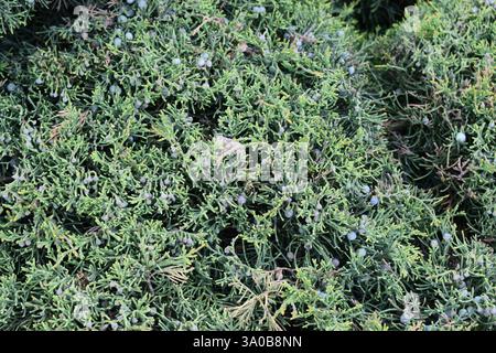 Un amas dense d'arbustes persistants avec des feuilles en forme d'aiguilles. Dispersées parmi le feuillage sont de petites baies bleues un type de plante de genièvre. La verdure Banque D'Images