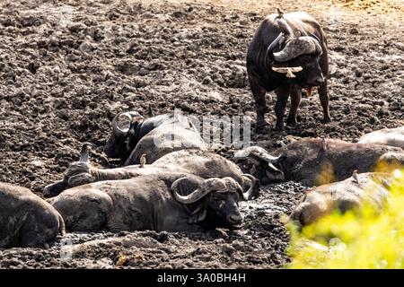 Un troupeau de Cape Buffalo (Syncerus caffer) occupé avec un bain de boue dans le parc national Kruger en Afrique du Sud. Banque D'Images