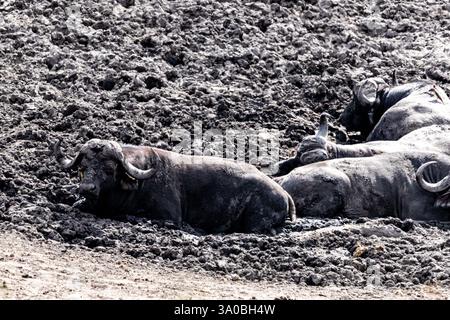 Un troupeau de Cape Buffalo (Syncerus caffer) occupé avec un bain de boue dans le parc national Kruger en Afrique du Sud. Banque D'Images