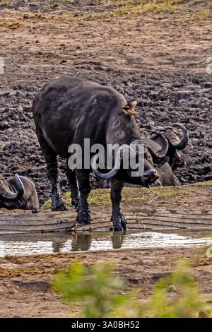 Un buffle du cap, (Syncerus caffer) ayant juste bu de l'eau, secouant l'eau de sa bouche. Banque D'Images
