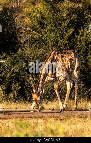 Une girafe du Sud (Giraffa Camelopardalis) occupée à boire dans un petit trou d'eau dans le parc national Kruger, en Afrique du Sud. Banque D'Images