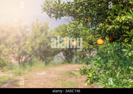 Oranges mandarines mûres et fraîches accrochées à la branche, verger d'orange.Bouquet d'oranges mûres accrochées à un arbre. Banque D'Images