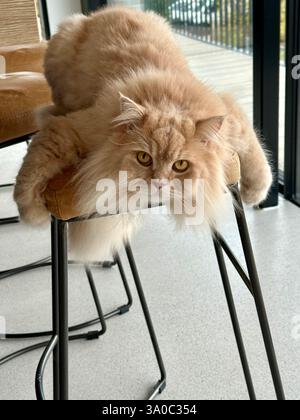 Britisch Longhair Cat Banque D'Images