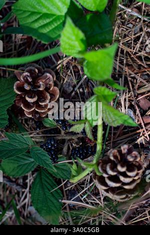 Pommes de pin et mûres sauvages sur un sol forestier couvert d'aiguilles de pin Banque D'Images