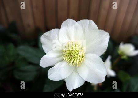 Single White Helleborus Niger HGC 'Jesse' (Rose de Noël) Hellebore Fleur exposée dans un jardin de campagne anglais, Lancashire, Angleterre, Royaume-Uni Banque D'Images