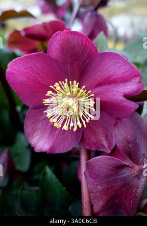 Single Helleborus (Rodney Davey Marbled Group) Frostkiss 'Pippa's Purple' hellebore exposé dans un jardin de campagne anglais, Lancashire, Angleterre, Royaume-Uni Banque D'Images