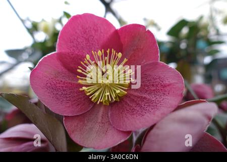Single Helleborus (Rodney Davey Marbled Group) Frostkiss 'Pippa's Purple' hellebore exposé dans un jardin de campagne anglais, Lancashire, Angleterre, Royaume-Uni Banque D'Images