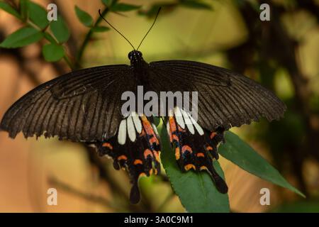 Gros plan d'une femelle papillon papilio polytes reposant sur une feuille verte dans leur habitat naturel Banque D'Images